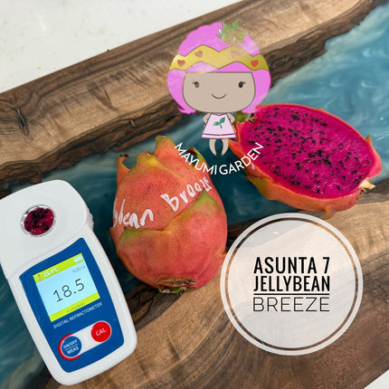 Jellybean Breeze (Asunta 7)