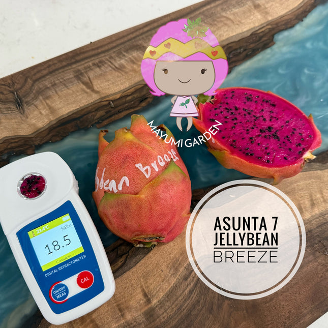 Jellybean Breeze (Asunta 7)