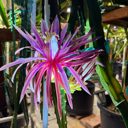 Kinsley Dragon Fruit Cutting