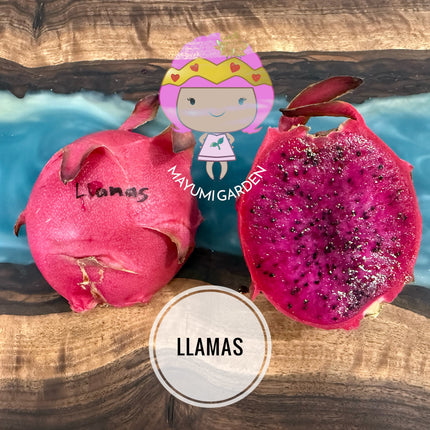 Llamas