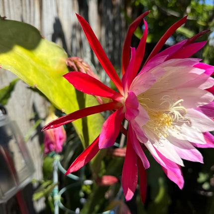 Rare Clown Epiphyllum live cuttings