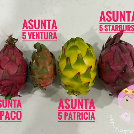 Asunta 5 Starburst Official dragon fruit live cutting (12”)