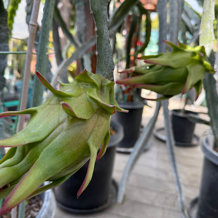 Ocamponis cristal dragon fruit live cutting (12")