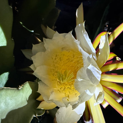 Wild Ocamponis