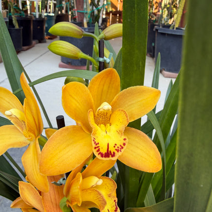 Cymbidium Warm Orange