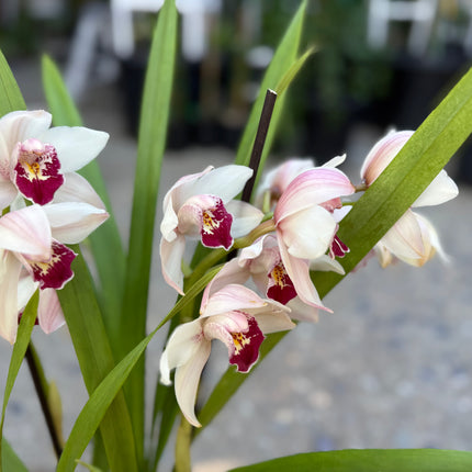Cymbidium Barrita Sanguine “Pale Pink” live plant