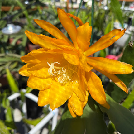 Bold Gold Epiphyllum live cutting