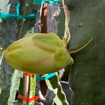 Rare Variegated Undatus Dragon Fruit
