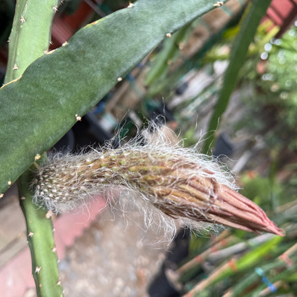 Princess of the Night cactus live cuttings (12”)