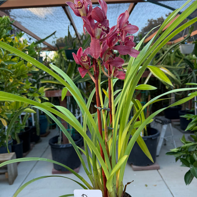 Cymbidium Claude Pepper