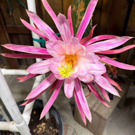 Asunta 6 Dragon Fruit (Official Asunta 6)