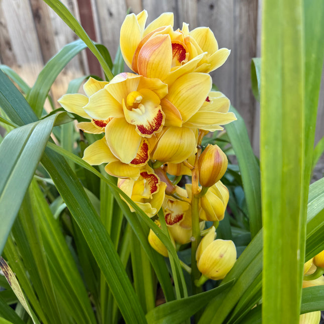 Yellow Cymbidium (Yellow Boat Orchid) live plant