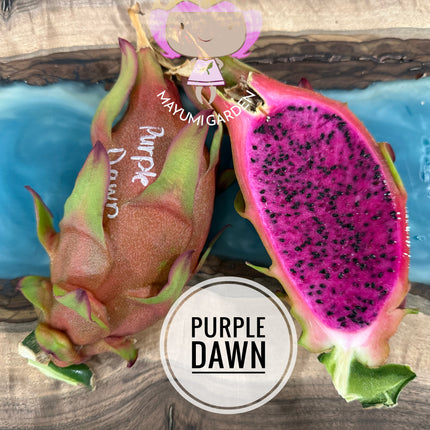 🌱 Purple Dawn