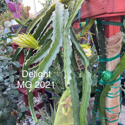 Delight Dragon fruit cutting (12") and rooted plant