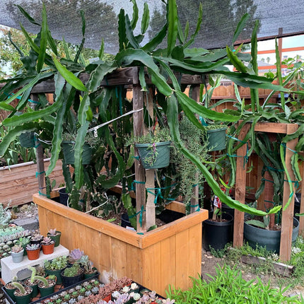 Delight Dragon fruit cutting (12") and rooted plant