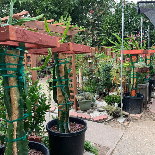 Delight Dragon fruit cutting (12") and rooted plant