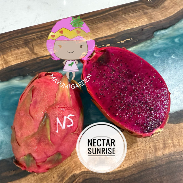 Nectar Sunrise