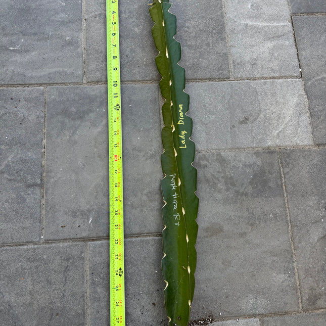 Lady Diana Dragon Fruit grafted plant 🌺