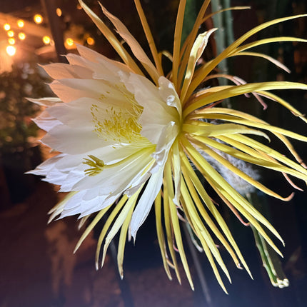Princess of the Night cactus live cuttings (12”)