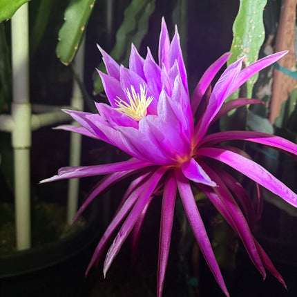 Riona Dragon Fruit live cutting (12")