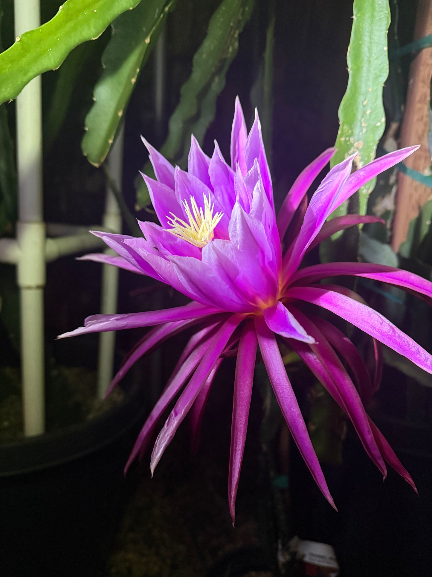 Riona Dragon Fruit live cutting (12")