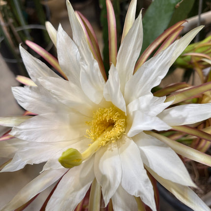 Asunta 5 Starburst Dragon Fruit (TLM)
