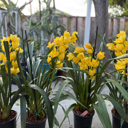 Cymbidium Gold Orchid (yellow boat orchid) live plant
