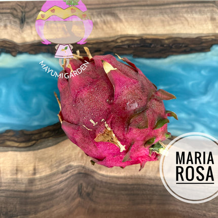 Maria Rosa