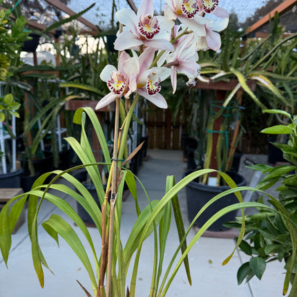 Cymbidium Sale