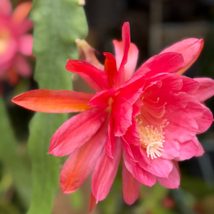 American Sweetheart Rare Epiphyllum live cutting