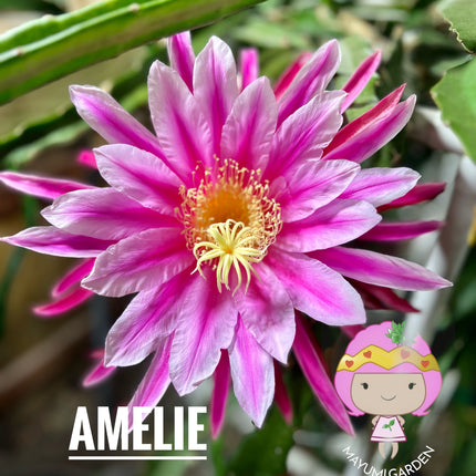 Amelie (Don Burnett ‘s hybrid) dragon fruit cutting (12") and rooted plant