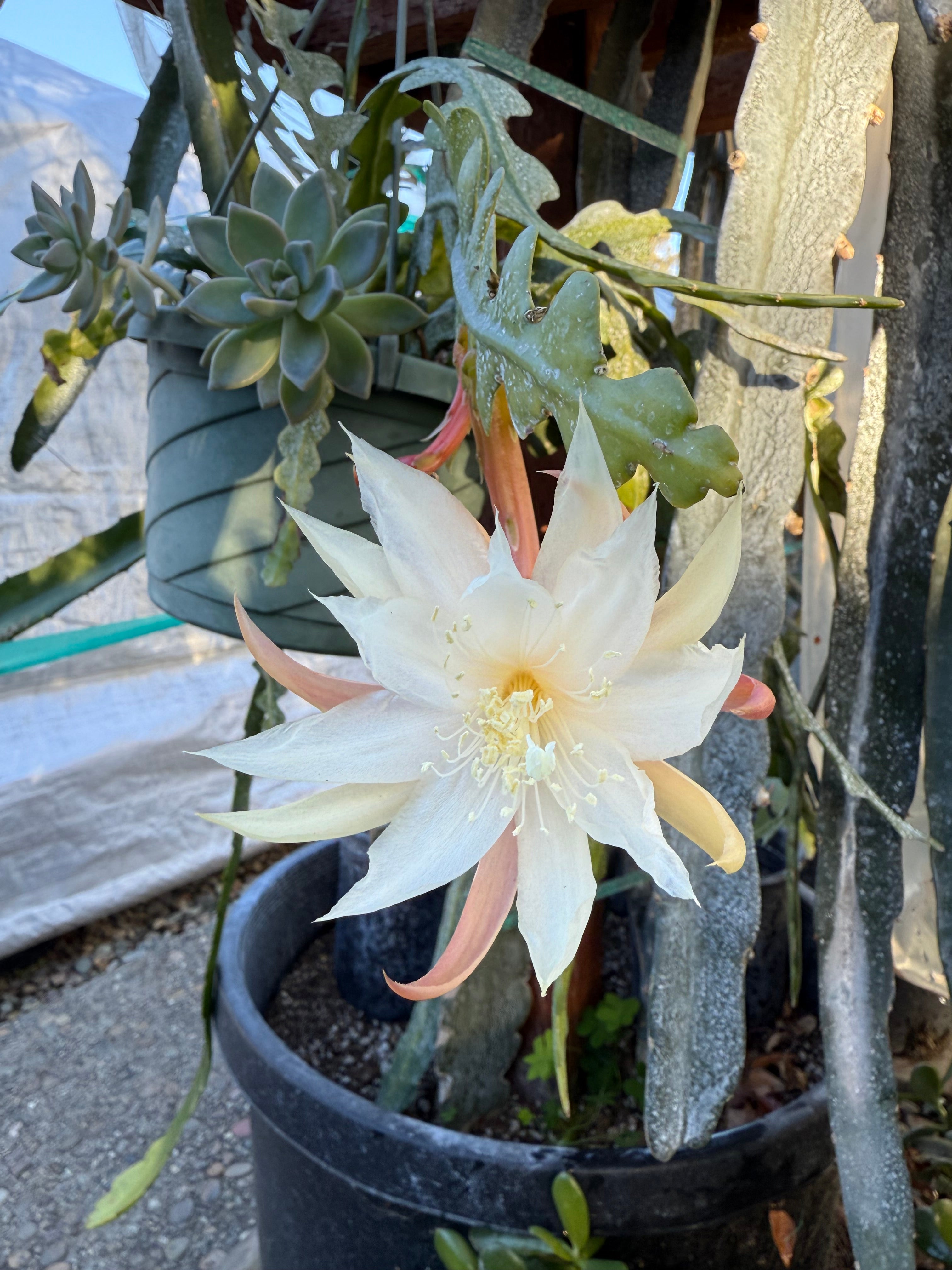 Fishbone cactus (Epiphyllum anguliger) white flower cutting