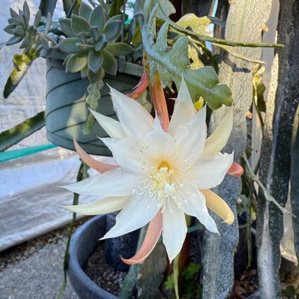 Fishbone cactus (Epiphyllum anguliger) white flower cutting