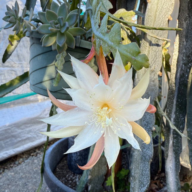 Fishbone cactus (Epiphyllum anguliger) white flower cutting