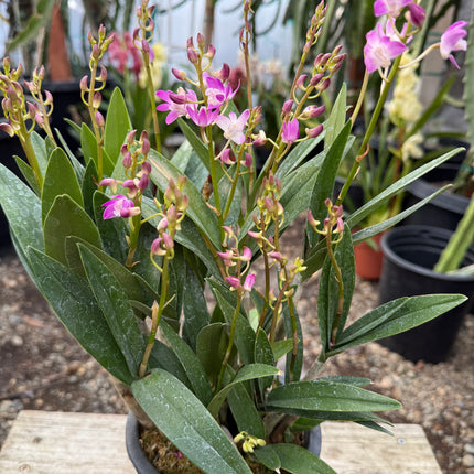Purple Phalaenopsis Hybrid Live Plant