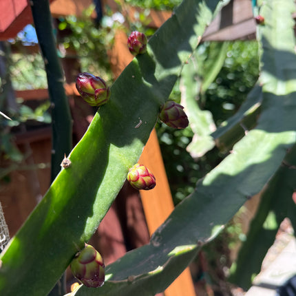 Bruni Dragon Fruit live cuttings 12"