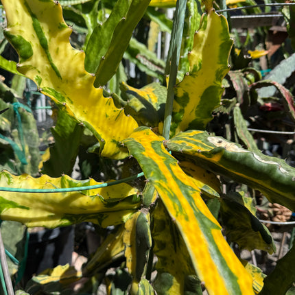 Rare Variegated Undantus Dragon Fruit Cutting