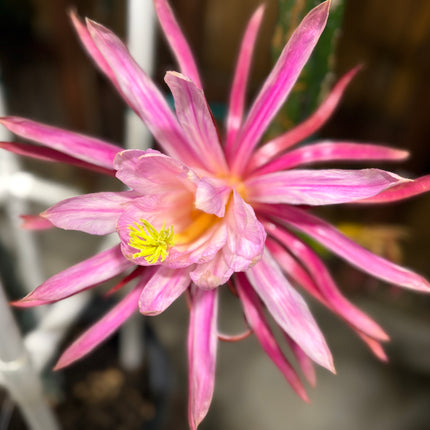 Asunta 6 Dragon Fruit (Official Asunta 6)