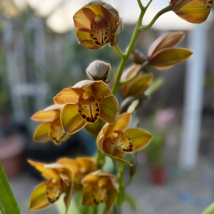 Rare Cymbidium Pedro H hybrid Orchid (boat orchid) live plant