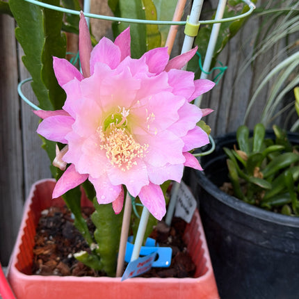 Princess De Monaco Epiphyllum live cuttings