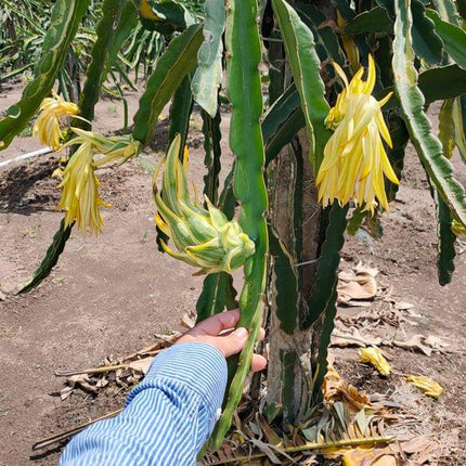 Worth Variegated Dragon Fruit rooted plant