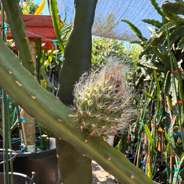 Princess of the Night cactus live cuttings (12”)