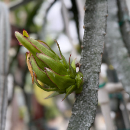 Venus dragon fruit live cuttings