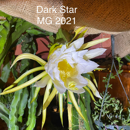Dark Star dragon fruit live cutting 12"
