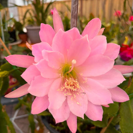 Epiphyllum “Masada”, “Padre” & Zeus-XL rare cuttings 12"