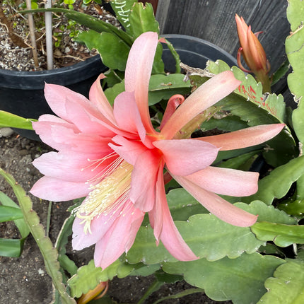 Agatha Epiphyllum live cutting