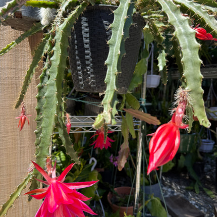 Lucifer Paetz Aporophyllum live cutting