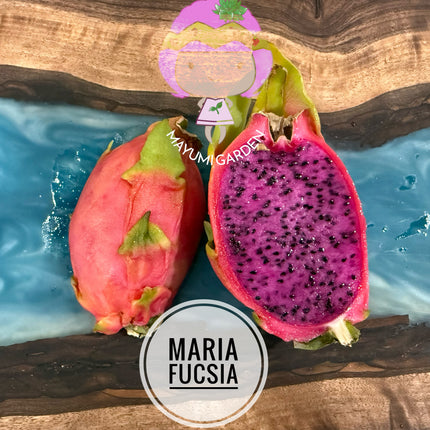 Maria Fucsia