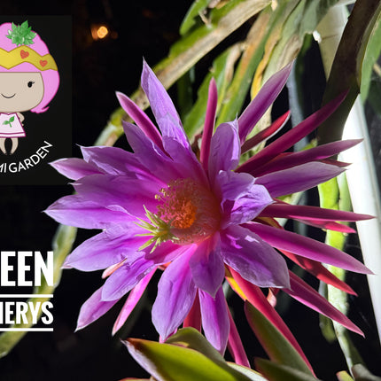 Queen Daenerys dragon fruit live cuttings and rooted plants
