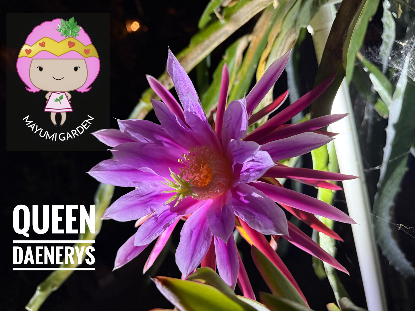 Queen Daenerys dragon fruit live cuttings and rooted plants